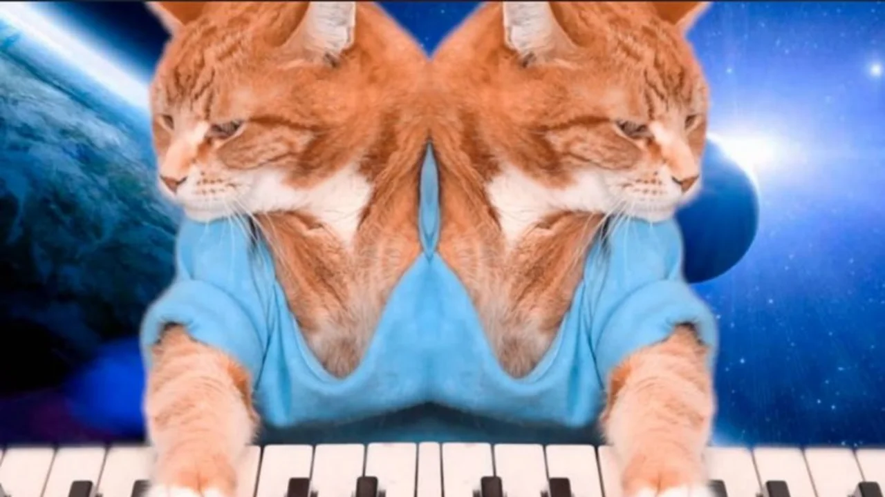 Murió Bento, el famoso gato pianista
