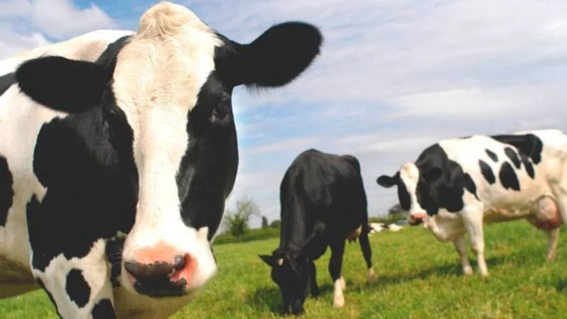 Una mujer en Nueva Zelanda envió un paquete "al final de un camino con vacas", y llegó a destino