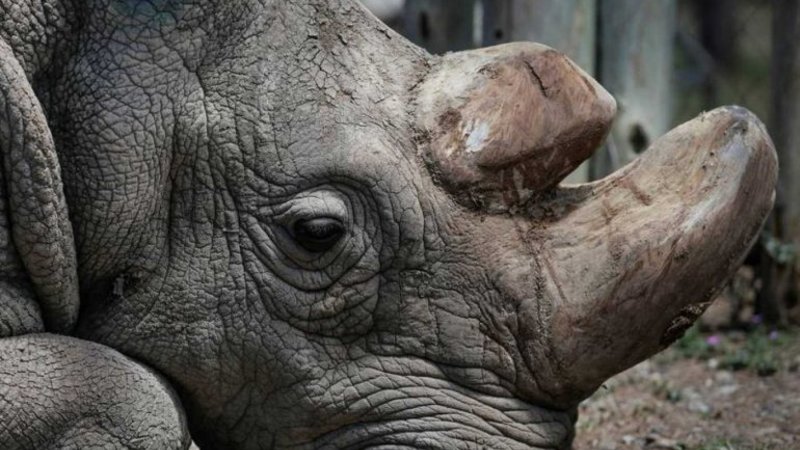 Murió el último ejemplar del rinoceronte blanco