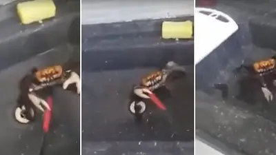 VIDEO ¡Un cangrejo defendiéndose para que no lo cocinen! VIDEO ¡Un cangrejo defendiéndose para que no lo cocinen!