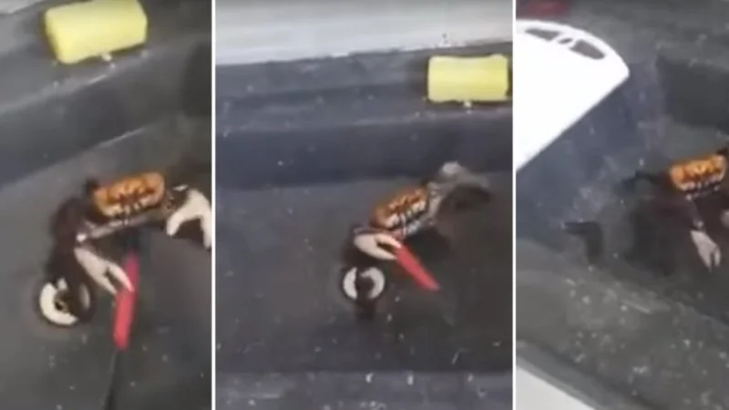 VIDEO ¡Un cangrejo defendiéndose para que no lo cocinen!
