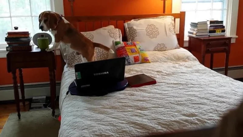 VIRAL: Un perro ladrón es atrapado por una cámara oculta