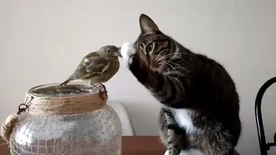 VIRAL: El gatito más gentil del mundo VIRAL: El gatito más gentil del mundo