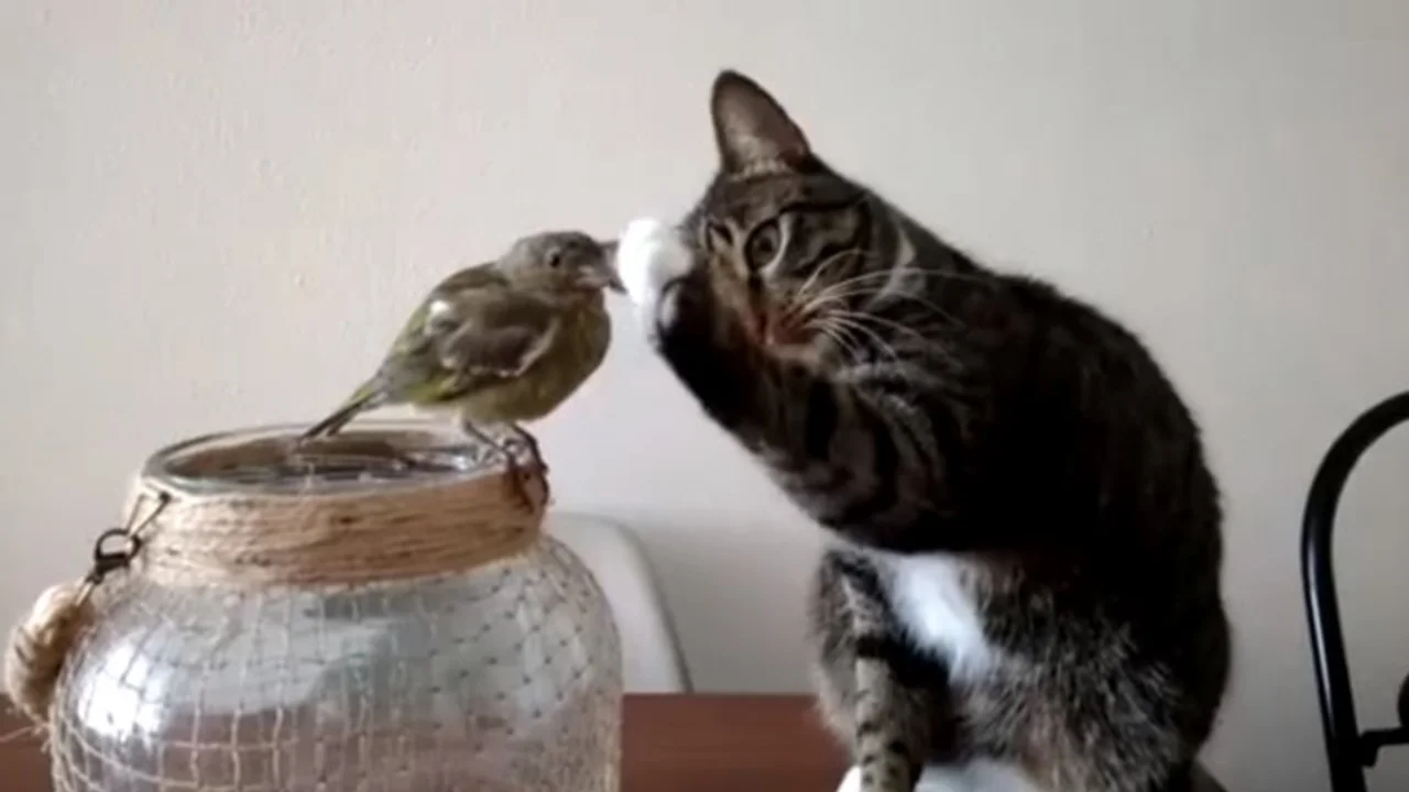 VIRAL: El gatito más gentil del mundo