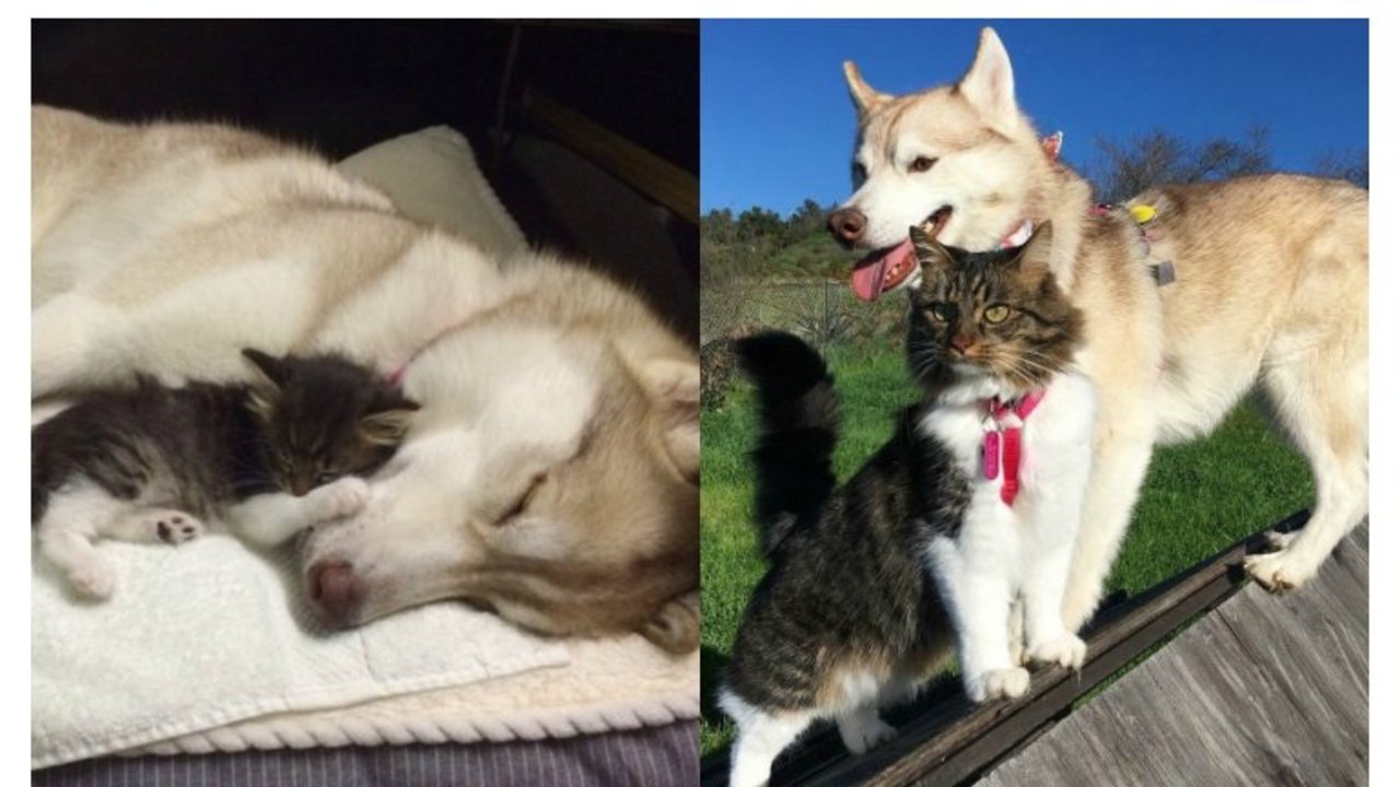 Rosie y Lilo: la especial relación entre una gata salvada por una siberiana y que ahora se cree perro