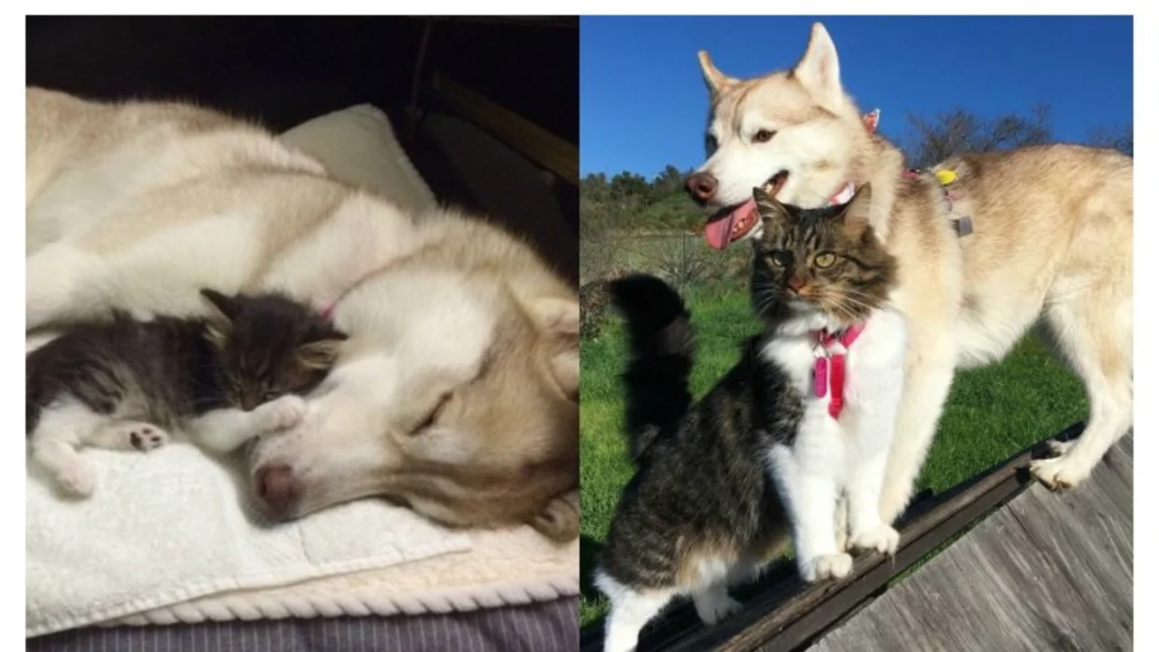 Rosie y Lilo: la especial relación entre una gata salvada por una siberiana y que ahora se cree perro