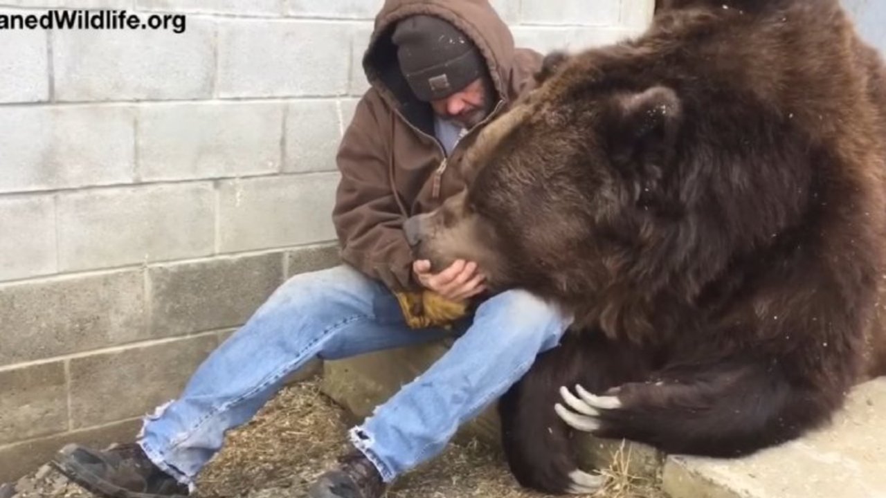 VIDEO: Un gigante y tierno oso necesita abrazos de su cuidador luego de un largo día