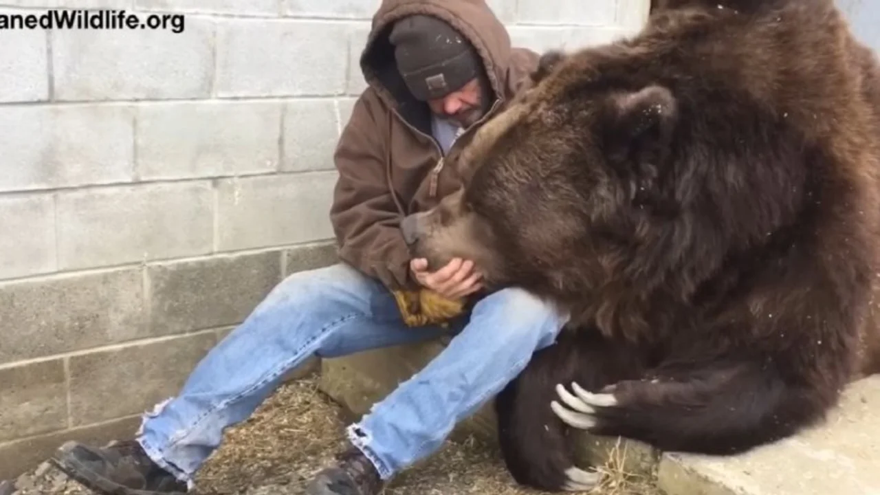 VIDEO: Un gigante y tierno oso necesita abrazos de su cuidador luego de un largo día