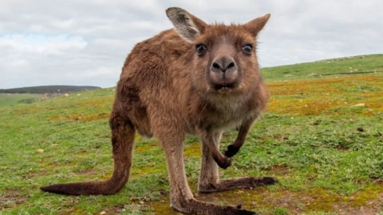 Un canguro danzarín quedó hipnotizado por un banderín en un campo de golf e hizo reír a todos
