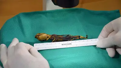 Resuelven el misterio de la momia 'alienígena' Resuelven el misterio de la momia 'alienígena'