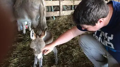 Tiny Tim, el mini-burro que juega con almohadas y se cree un perro Tiny Tim, el mini-burro que juega con almohadas y se cree un perro