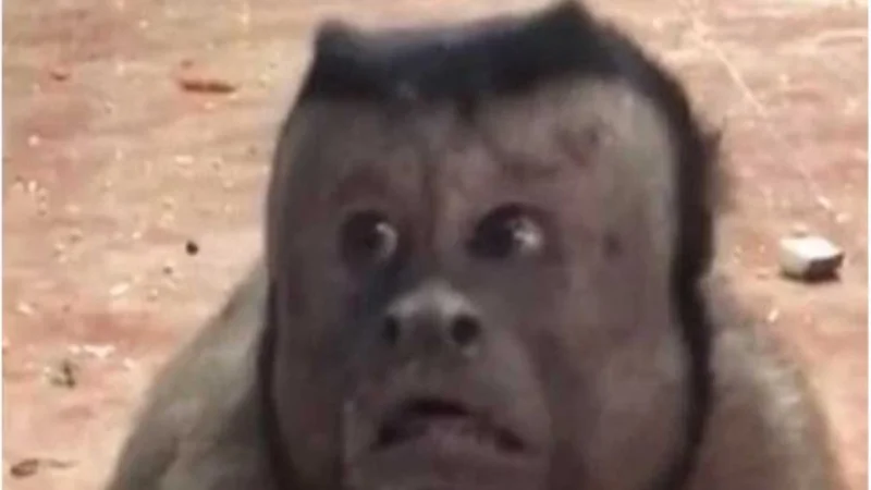 VIDEO: Un mono con cara de susto sorprende a los visitantes de un zoológico en China