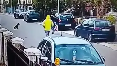 EMOCIONANTE: un perro salva a una mujer de un asalto EMOCIONANTE: un perro salva a una mujer de un asalto