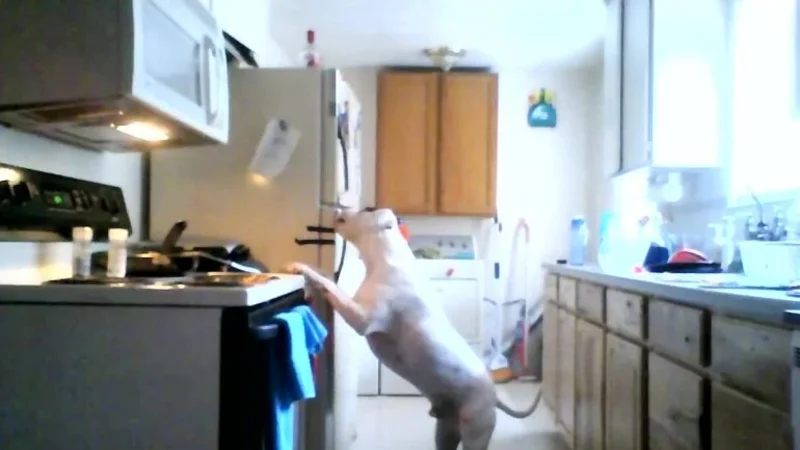 ¡OTRA CÁMARA OCULTA! Esta vez, un perro que roba de la heladera