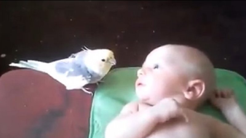 VIRAL: Un pájaro le canta su canción de cuna a un bebé