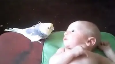 VIRAL: Un pájaro le canta su canción de cuna a un bebé VIRAL: Un pájaro le canta su canción de cuna a un bebé