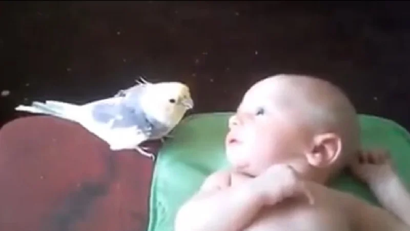VIRAL: Un pájaro le canta su canción de cuna a un bebé