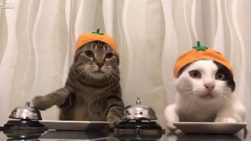 DELIRANTE: Estos gatos tocan una campana cuando quieren su comida