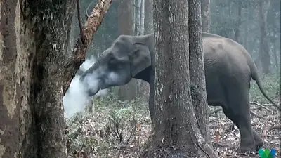 Filman a un elefante "fumando", pero los científicos encuentran una explicación Filman a un elefante "fumando", pero los científicos encuentran una explicación