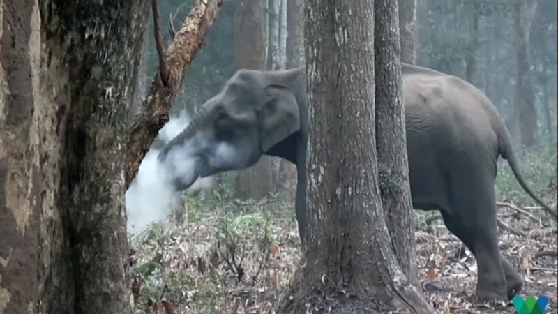 Filman a un elefante "fumando", pero los científicos encuentran una explicación