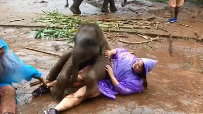 VIDEO: Un elefante bebé se sentó sobre una mujer para jugar en el barro VIDEO: Un elefante bebé se sentó sobre una mujer para jugar en el barro