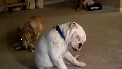 ¡El perro más rockero del mundo! Baila y canta con Nirvana ¡El perro más rockero del mundo! Baila y canta con Nirvana