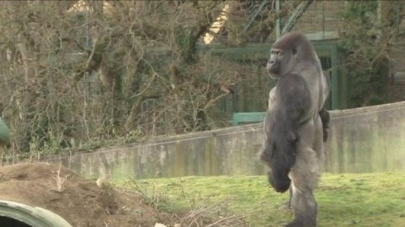 ¡Este gorila evolucionó frente a todos en un zoológico!