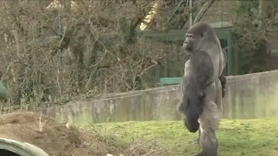 ¡Este gorila evolucionó frente a todos en un zoológico! ¡Este gorila evolucionó frente a todos en un zoológico!