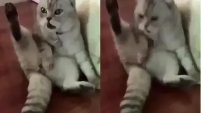 VIRAL: la curiosa cara de un gato después de ser castrado VIRAL: la curiosa cara de un gato después de ser castrado