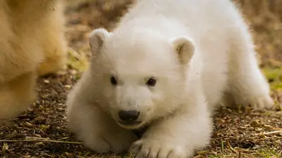 Nació el primer oso polar en 25 años en Escocia y dio su primer paseo con su mamá Nació el primer oso polar en 25 años en Escocia y dio su primer paseo con su mamá