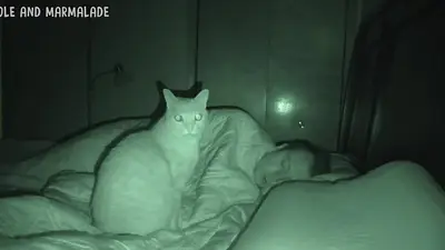 VIRAL: Cuando los gatos se transforman en despertadores VIRAL: Cuando los gatos se transforman en despertadores