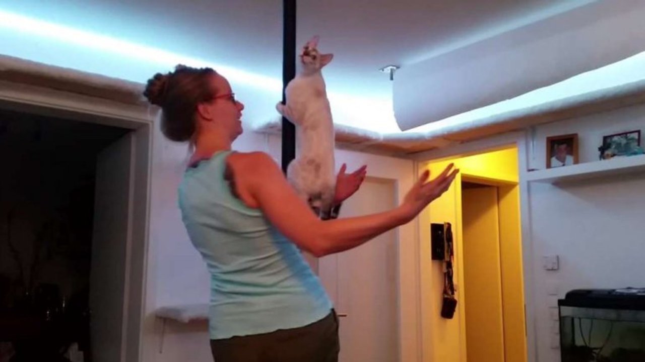 ¡Un gato que hace 'pool dance'!