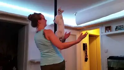 ¡Un gato que hace 'pool dance'! ¡Un gato que hace 'pool dance'!