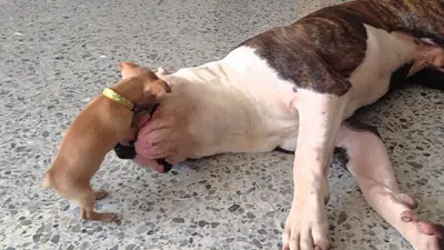 BATALLA ÉPICA: Un bulldog americano vs un chihuahua BATALLA ÉPICA: Un bulldog americano vs un chihuahua