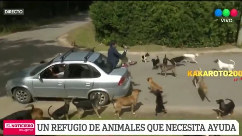 Robertito Funes Ugarte quedó encerrado entre una jauría de perros y se subió a un choche para salvarse