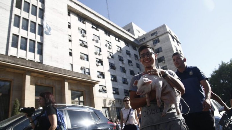 "Comodoro PYG": largaron un chancho en los tribunales para ilustrar la corrupción judicial