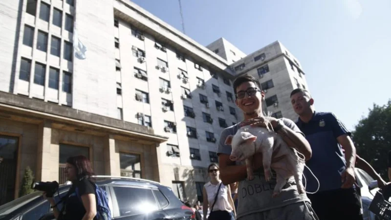 "Comodoro PYG": largaron un chancho en los tribunales para ilustrar la corrupción judicial