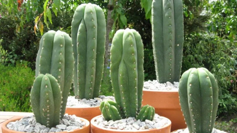 Un diputado nacional posee una planta alucinógena y la exhibe en una vereda