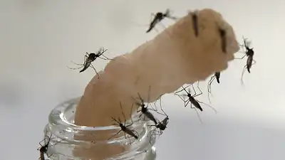 Invasión de mosquitos Invasión de mosquitos