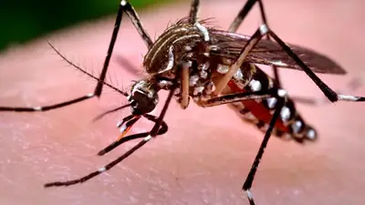 Confirmaron el tercer caso de chikungunya en Córdoba Confirmaron el tercer caso de chikungunya en Córdoba