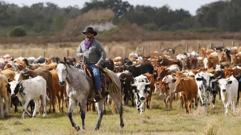Parte del sector ganadero se suma al paro de los sojeros M y puede faltar carne