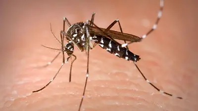El dengue en Córdoba: hay 339 casos confirmados y el brote es el más alto desde 2016 El dengue en Córdoba: hay 339 casos confirmados y el brote es el más alto desde 2016