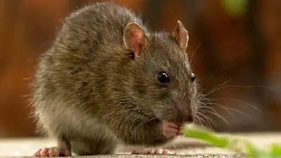 Anmat prohibió un insecticida y veneno para ratas y cucarachas Anmat prohibió un insecticida y veneno para ratas y cucarachas