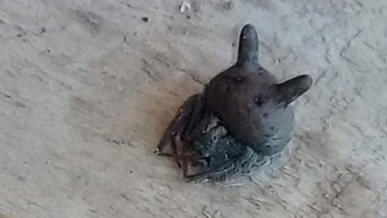 Araña cabeza de gato