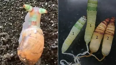 La increíble historia del "Caracol Zombie", el famoso animal de Internet La increíble historia del "Caracol Zombie", el famoso animal de Internet