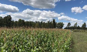 Sin liquidación del campo, el Gobierno llegará a fin de año con dólares prestados | Faltan dólares