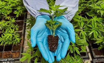 Giro en la guerra antidrogas en EE.UU.: Trump flexibilizó el uso de la marihuana | Estados unidos