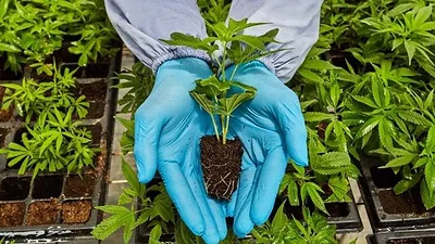 Importante giro de la guerra contra las drogas en Estados Unidos: Trump flexibilizó el uso de la marihuana Importante giro de la guerra contra las drogas en Estados Unidos: Trump flexibilizó el uso de la marihuana