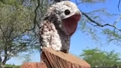 Animales, video, viral, video viral, Colombia Animales, video, viral, video viral, Colombia