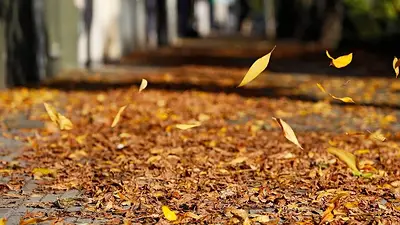 otoño otoño